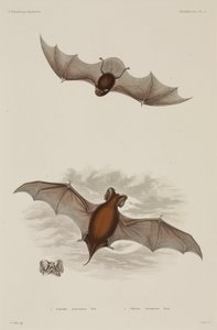 Two types of bat