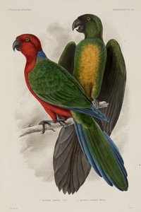 Two Types of Parrot, Fiji