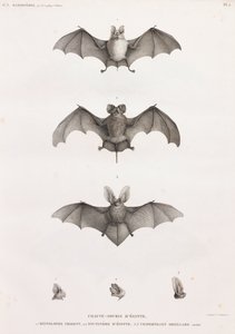Types of Bats in Egypt by Unbekannt