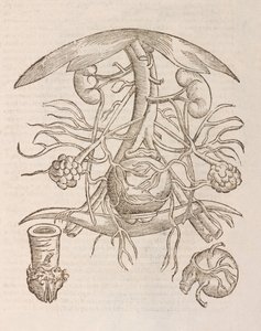 Uterus orificium internum ostendens