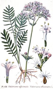 Valerian Officinale, c.1880-1900 (Engraving)