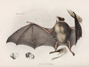Vampire Bat, South America by Unbekannter Künstler