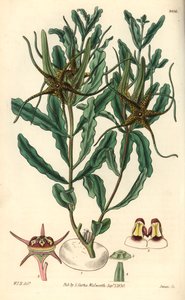 Variete by Brachystelma (Brachystelma Crispum) by Unbekannter Künstler