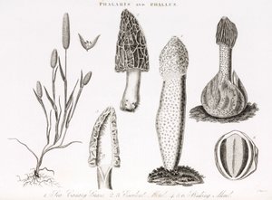 Variety of grass phalaris aquatica and morel mushrooms by Unbekannt