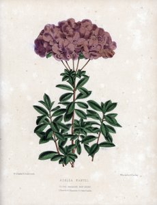 Variete of Azalee Marvel, with Small Semi-Double Flowers of Type Amcena, Pale Purple Colour by Unbekannter Künstler