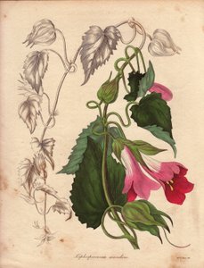Variety of Lophospermum (L.Scandens), climbing with pink and purple flowers. Species discovered by Mr. Bates, very widespread in the bushes of Mexico