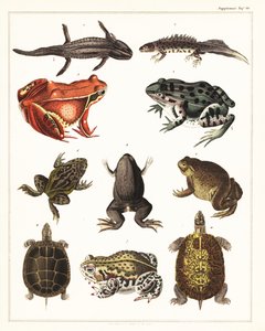 Varieties of amphibians, frogs and turtles (1841)