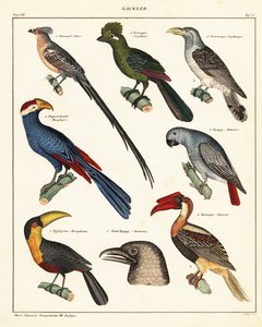 Varieties of Birds