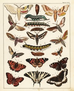 Varieties of Butterflies, Moths, etc. (lithograph)