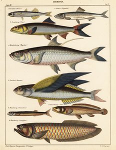 Varieties of fish (1841)