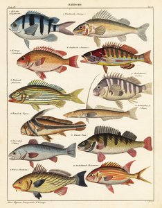 Varieties of Fish (lithograph)
