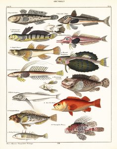 Varieties of Fish (lithograph)