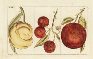 Varieties of oranges