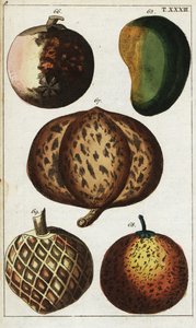 Varieties of Tropical Fruits