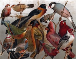 Various birds, c.1900