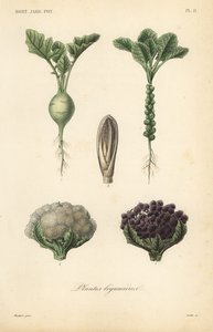 Vegetables by Unbekannt