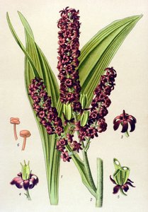 Toxic Plant: Black Veratre (Veratrum nigrum) by Unbekannter Künstler