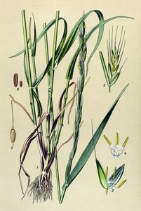 Toxic Plant: Intoxicating Chaff (Lolium temulentum)