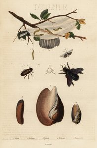 Volute, Beetle, Carpenter Bee and Moth by Unbekannter Künstler