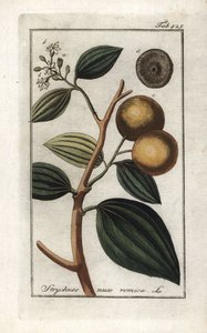 Vomiker, Strychnis nux-vomica