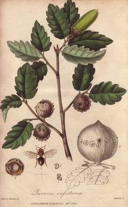 Wales Oak (Quercus infectoria) - Strong water by William Clarke to illustrate Medical Botanical, Description of the Medicinal Plants of London, Edinburgh and Dublin by John Stephenson and James Morss Churchill by Unbekannter Künstler