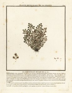 Wall-rue, Asplenium ruta-muraria by Unbekannter Künstler