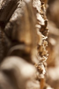 Wasp Nest
