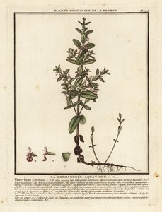 Water germander, Teucrium scordium by Unbekannter Künstler