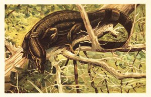 Water Monitor Lizard