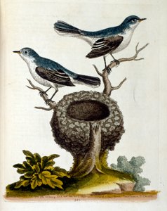 Watercolour illustration from a book of rare birds by G Edwards 1750. George Edwards (1694-1773) was a British naturalist and ornithologist