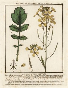 Watercress-leaved rocket, Erucastrum nasturtiifolium by Unbekannter Künstler