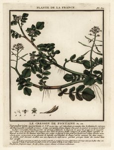 Watercress by Unbekannter Künstler