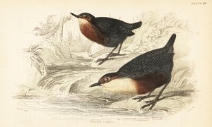 White-throated Dipper or Water Ouzel, Cinclus cinclus (engraving)