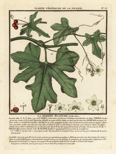 White bryony, Bryonia alba