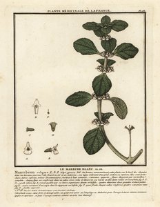 White Horehound, Marrubium vulgare by Unbekannter Künstler