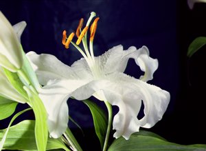 White Lily