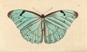 White morpho, Morpho laertes by Unbekannt