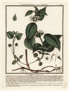 White nettle, Lamium album by Unbekannter Künstler