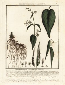 White Swallow-wort, Vincetoxicum hirundinaria by Unbekannter Künstler
