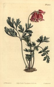 Wild bleeding heart by Unbekannt