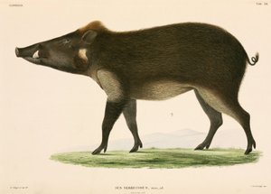 Wild pig, Indonesia by Unbekannter Künstler