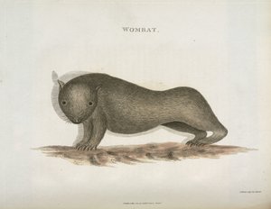Wombat, Australia, c. 1798