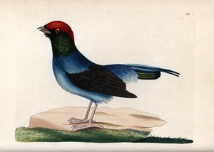 Wonderful manakin by Unbekannter Künstler