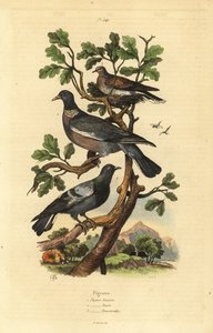 Wood Pigeon, Columba Palumbus, Common Pigeon, Columba Livia, and Turtle Dove, Streptopelia Risoria by Unbekannt
