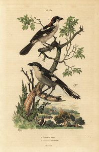 Woodchat shrike and Southern grey shrike by Unbekannt