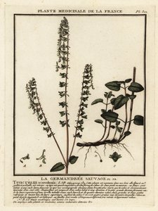 Woodland germander by Unbekannter Künstler