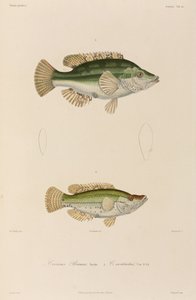 Wrasses, Black Sea