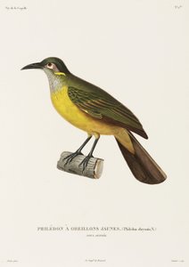 Yellow-Cheeked Philedon, New Guinea by Unbekannter Künstler