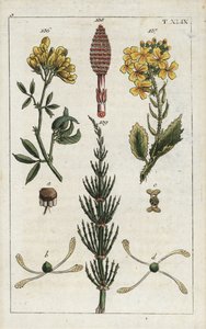 Yellow Alfalfa, Medicago falcata, Wild Radish, Raphanus raphnistrum, and Field Horsetail, Equisetum arvense by Unbekannter Künstler