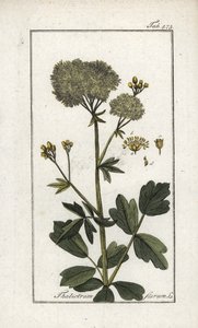Yellow Pigamon, Thalictrum flavum by Unbekannter Künstler